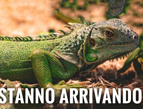 CEREA. [VIDEO] RITONA ALL’AREA EXP, VERONA REPTILES: LA PIÙ GRANDE FIERA DI ANIMALI ESOTICI. 250 ESPOSITORI DA TUTTA EUROPA.