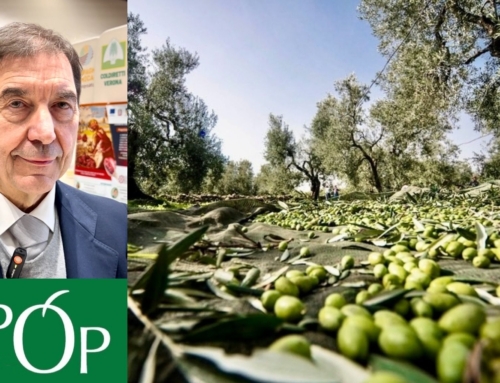 AIPO. [VIDEO] RACCOLTA DELLE OLIVE. GAMBIN: RESA SCARSA MA ECCELLENTE QUALITÀ DEL NUOVO OLIO EXTRAVERGINE D’OLIVA.