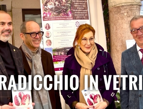 VERONA. [VIDEO] IN VERANDA RUBIANI L’EVENTO “DAL PRIMO MEDIO EVO AD OGGI. IL GUSTO DI UNA CITTÀ D’ARTE” DEDICATO AL RADICCHIO DI VERONA IGP.